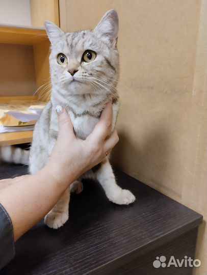 Найдена кошка