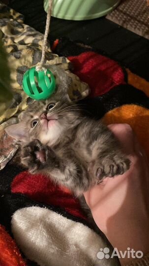 Девочка в ответственные руки