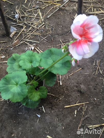 Герань пеларгония сортовая