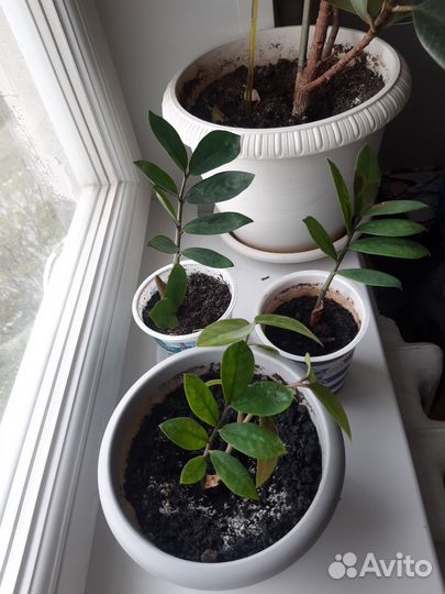 Замиокулькас