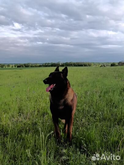 Вязка собак бельгийская малинуа