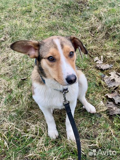 Девочка собачка