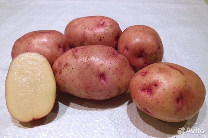 Картофель Новый урожай