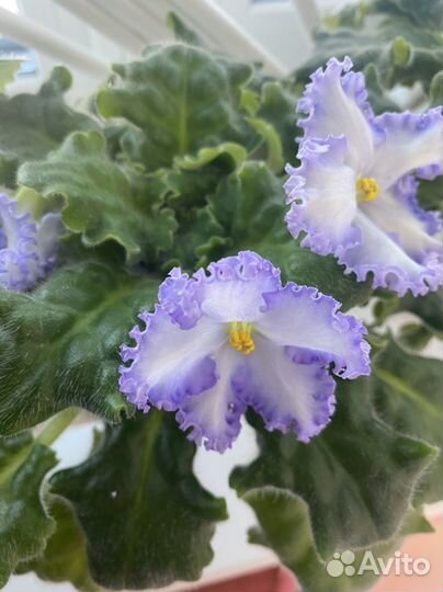 Сортовая фиалка рм Франческа