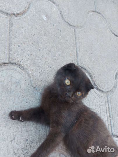 Кошки в добрые руки бесплатно