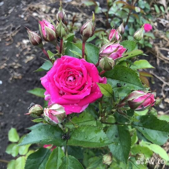 Роза спрей Лавли Лидия саженцы