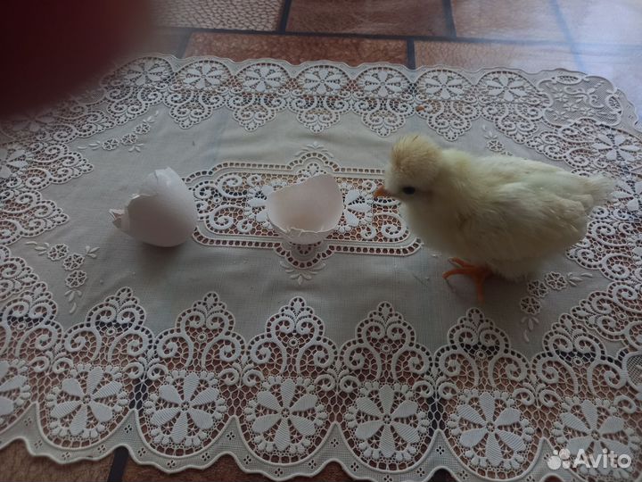 Инкубационное яйцо куриное