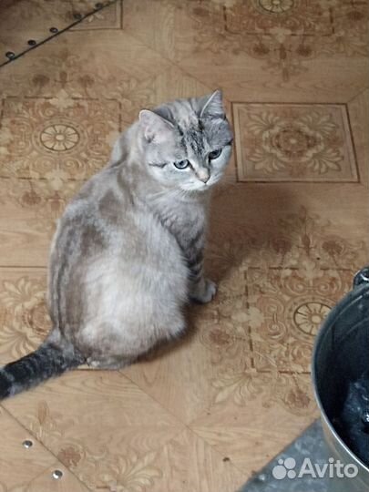 Кошки в добрые руки