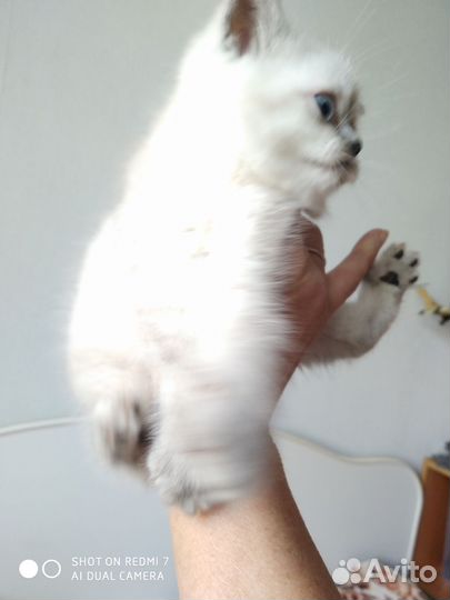 Шотландская