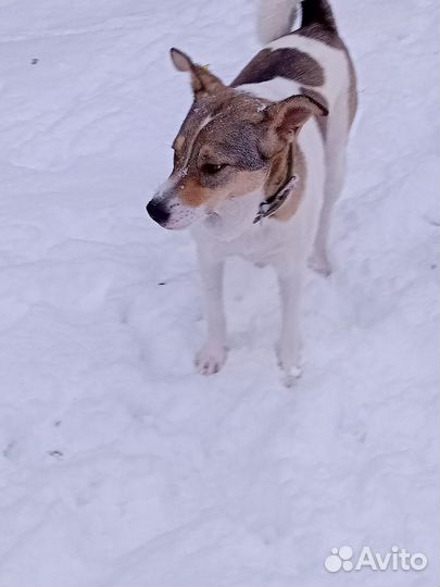 Луна собака компаньон