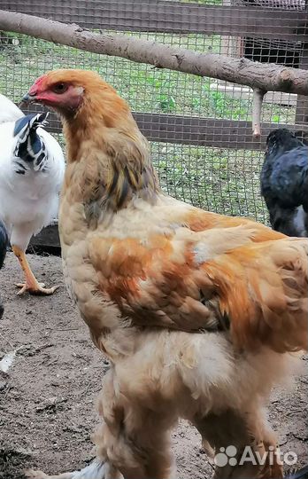 Продам или обменяю Петушков Брама