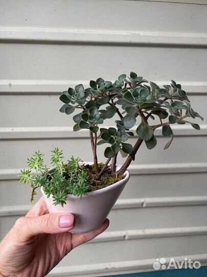 Аихризон, Суккулент, подарок