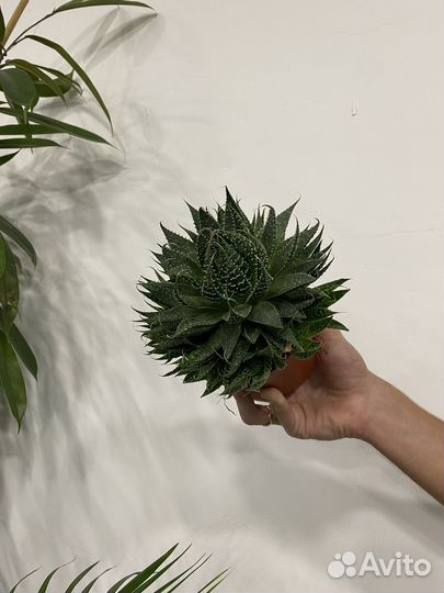 Алоэ Аристата