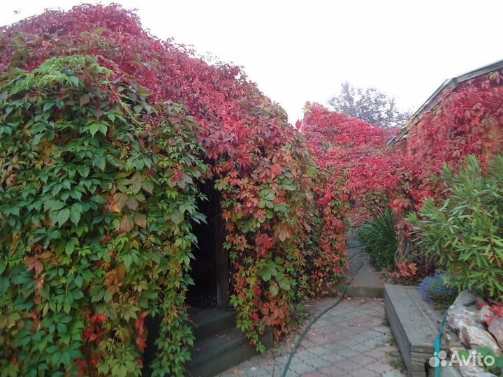 Продам саженцы Девичий Виноград