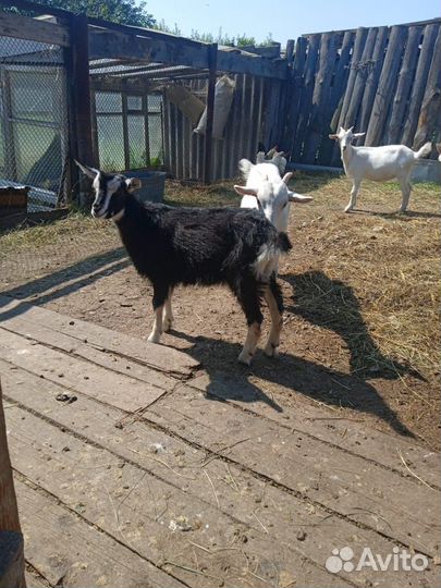 Козы и козлята продажа
