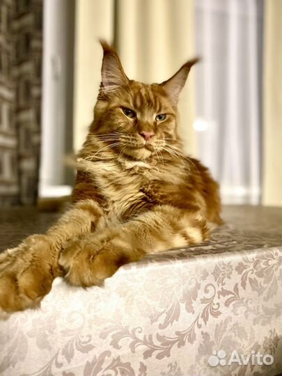 Аренда кот Мейн-кун огромный из рекламы Hoff