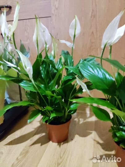 Спатифиллум 35 см