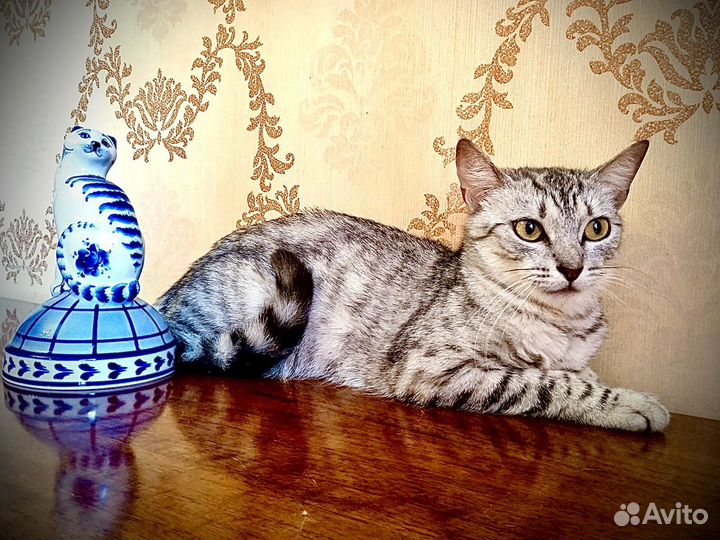 Кошечка ищет семью