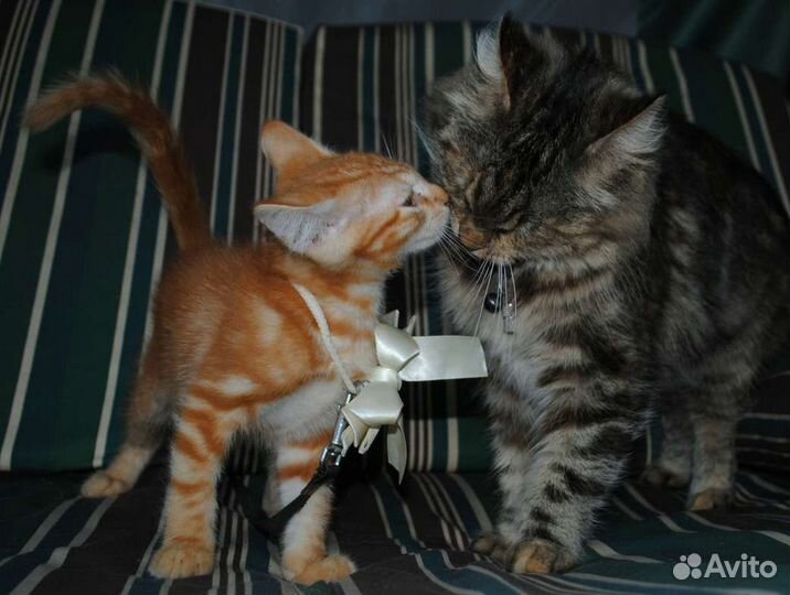 Милейший котик