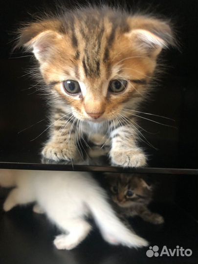 Котята шиншилла