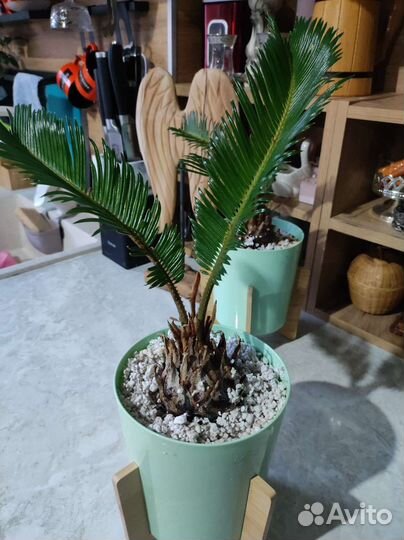 Пальмы цикас