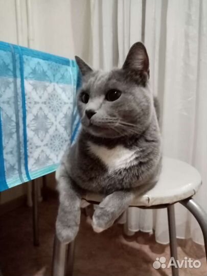 Отдам кота в добрые руки