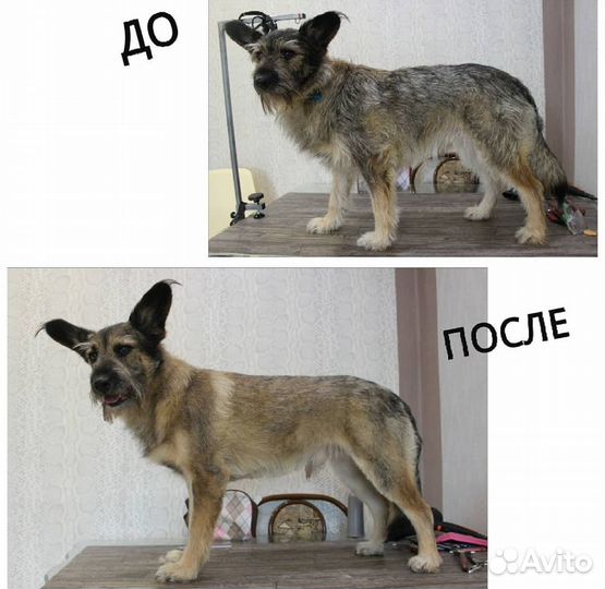 Тримминг собак