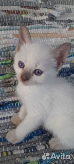 Тайские котята с документами