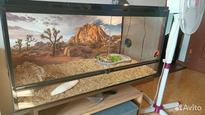 Черепаха сухопутная с террариумом