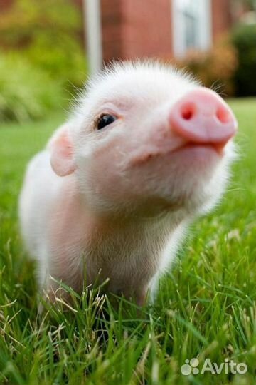 Поросята мясной породы