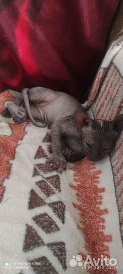 Донской сфинкс котята
