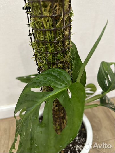 Тотем для растений из мха