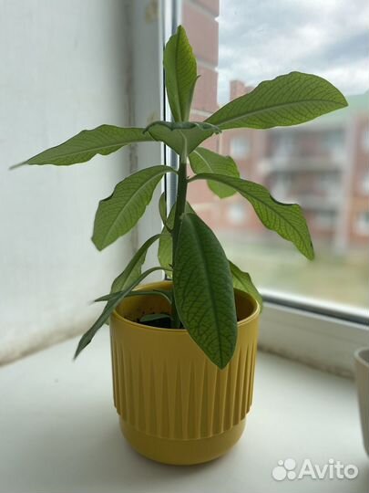 Комнатные растения цветы