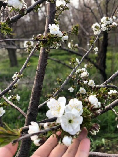 Участок 7 сот. (СНТ, ДНП)