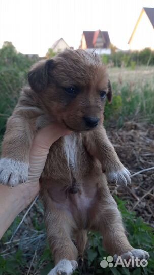 Собаки бесплатно
