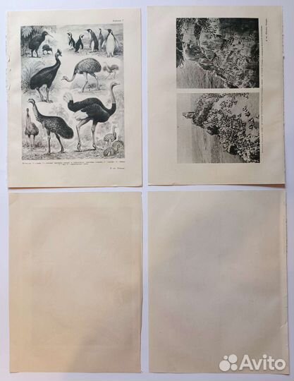 Иллюстрации винтажные ботаника флора фауна