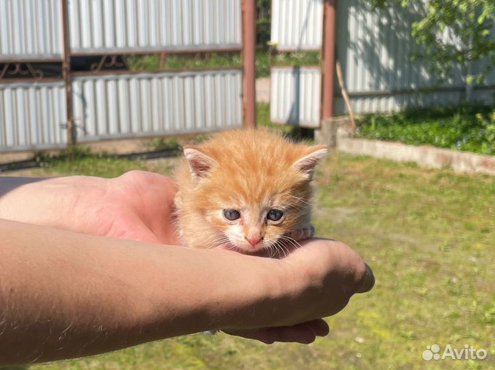 Котенок