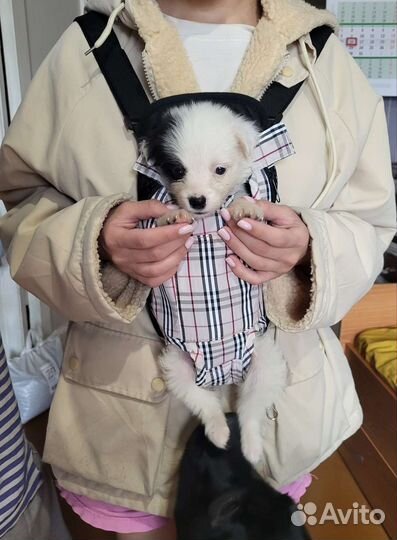 Рюкзак переноска кенгуру для щенков и кошек