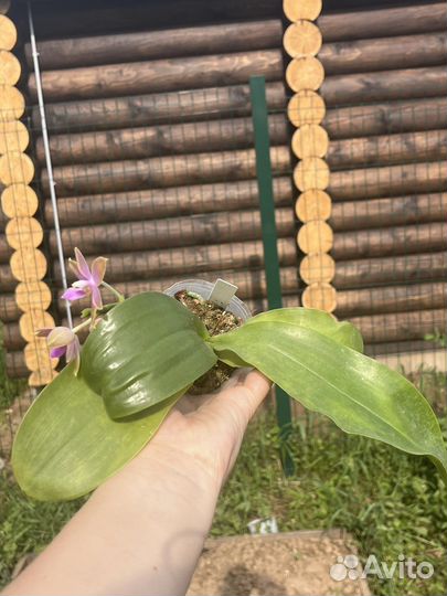 Phal. Peter Blue Diamond х Lueddemaniana