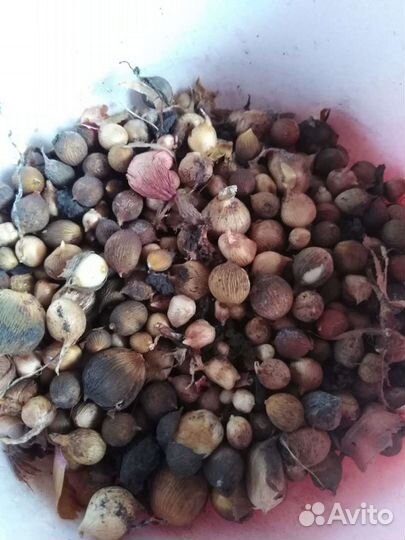 Гладиолусы разносортовые