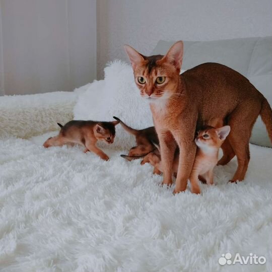 Абиссинская