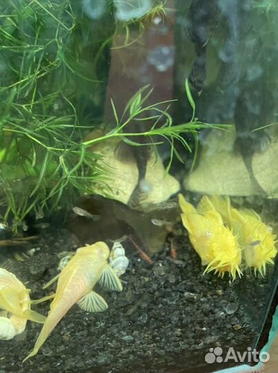 Рыбки, креветки, улитки,растения, коряги