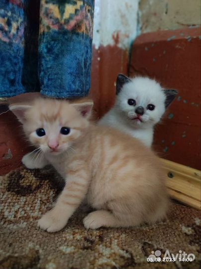 Котята в хорошие руки