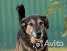Пикассо - преданный друг для любящего хозяина