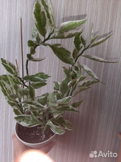 Педилантус