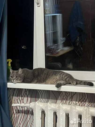 Котик в добрые руки