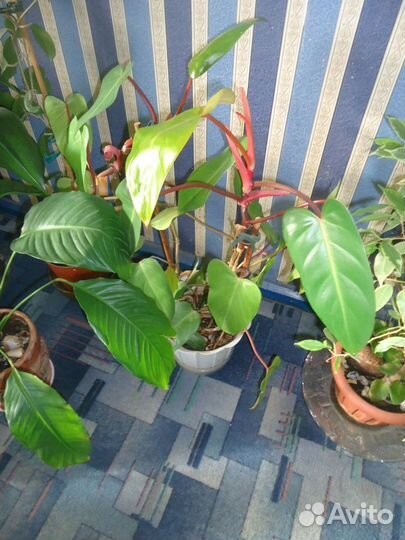 Комнатные растения цветы