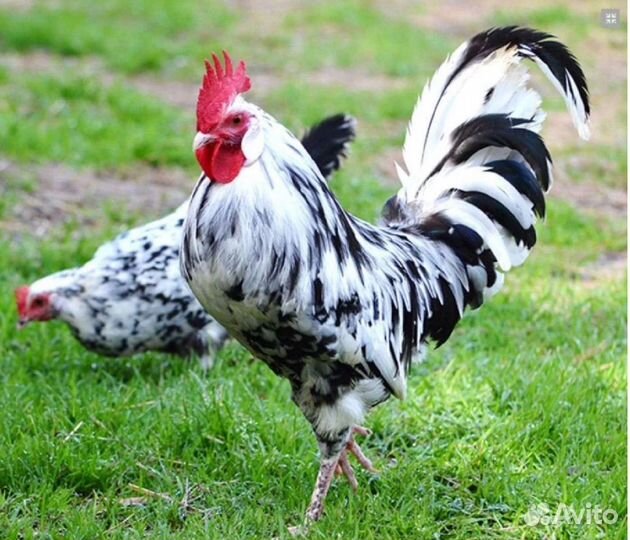 Петухи