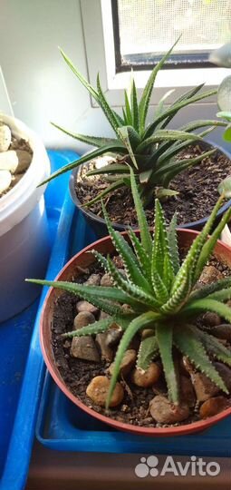 Комнатные цветы кактусы