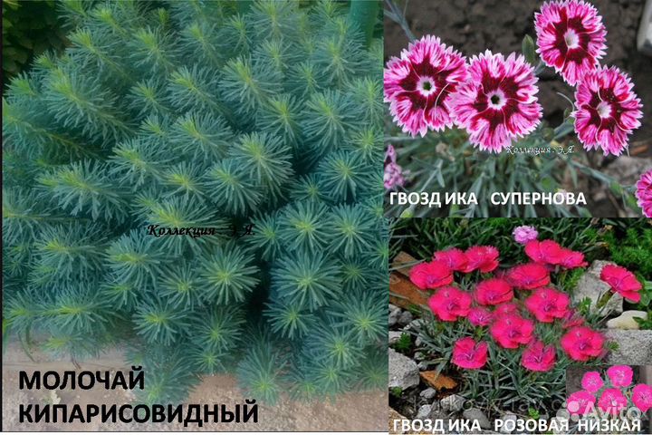 Почвопокровные Многолетники Хосты (Часть 1) Почтой